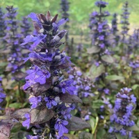 Ajuga reptans 'Catlin's Giant'